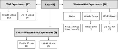 Toll-Like Receptor 4 in the Rat Caudal Medulla Mediates Tooth Pulp Inflammatory Pain